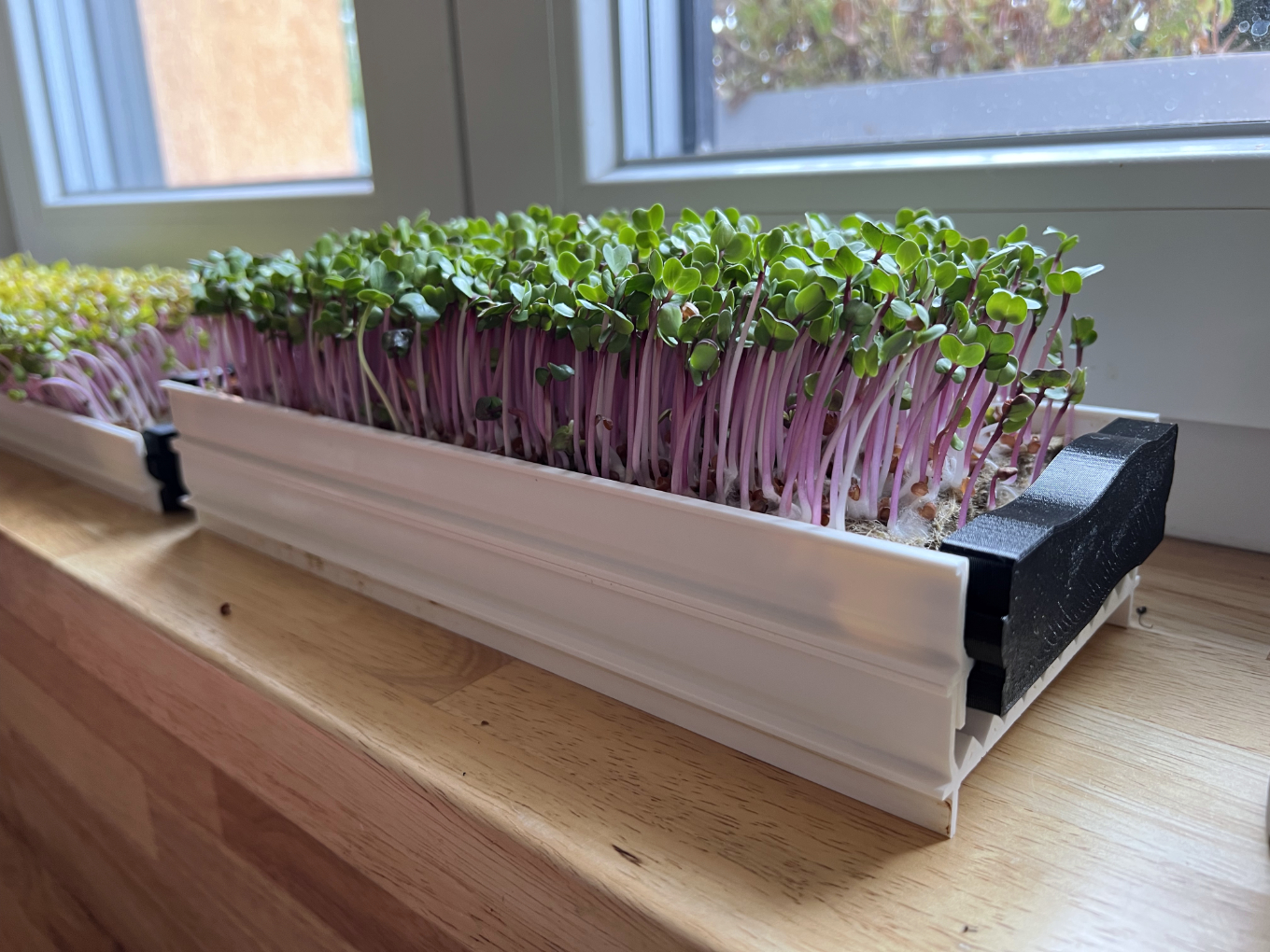 microgreens na parapetu